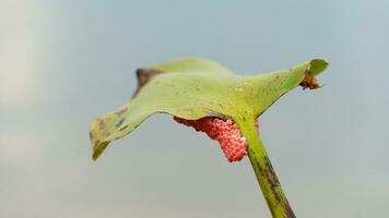 Egg of cherry snail on branches of water hyacinth. Egg pink color clumped together in water area. photo