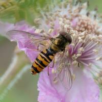 Hoverfly feeding on wildflower nectar photo