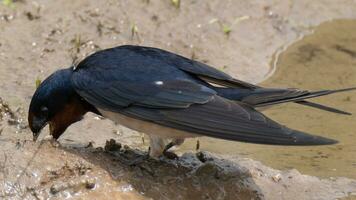 Swallow digging in the mud for nest building material photo