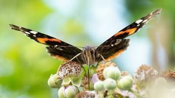 Macro photograph of Red Admiral butterfly feeding photo