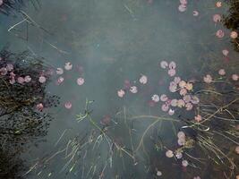 Lily pads emerging in spring photo