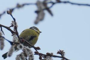 Great tit perched on branch photo