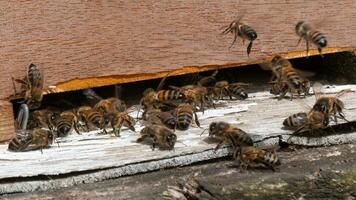 Busy beehive entrance with working bees photo