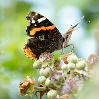 Red admiral butterfly probing wild flowers photo