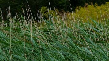 Windswept riverbank reeds photo