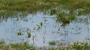Standing water in a wild flower meadow photo