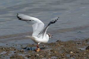 Black headed Gull with wings raised photo