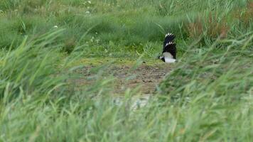 Northern Lapwing with raised wings photo