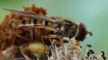 Hoverfly feeding on wildflower nectar close up photo