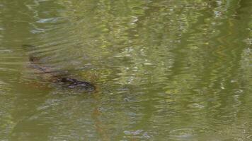 Carp fish swimming at the surface photo