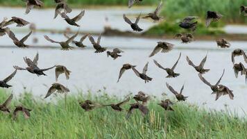 Flock of Starlings flying low in Marshland photo