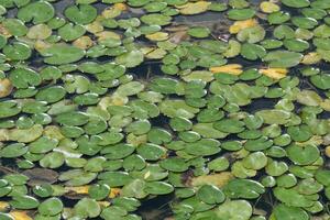 Carpet of Green water lilly pads photo