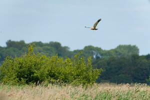 Marsh Harrier hunting over marshes reeds photo