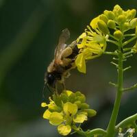 Bee gathering pollen and nectar photo