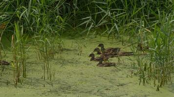 Ducklings explore reeds of an algae covered pond photo