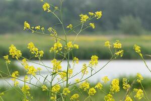Yellow Wildflowers in rural background photo