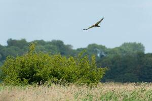Bird of prey hunting over marshes photo