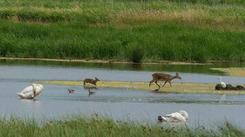 Chinese water deer walking across marshes photo