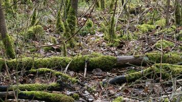Moss covered dank forest floor photo