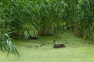 Duck and duckling swim through thick algae photo