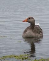 Greylag goose swimming on a freshwater lake photo