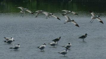 Avocets coming in to land on a shallow lake photo