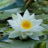 White water lilly flower in bloom photo