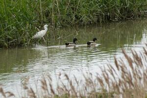 Egret and ducks in a rural dyke photo