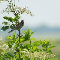 Female Reed Bunting perched on an Elder tree photo
