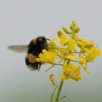 trastabillar abeja alimentación desde un brillante amarillo colza flor foto