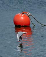 Low flying Gull with contrasting vivid mooring buoy photo