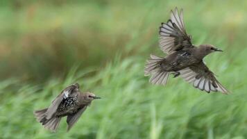 Pair of Starlings in flight photo
