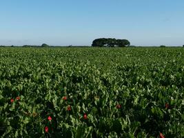 Sugar beet field with wild poppies photo