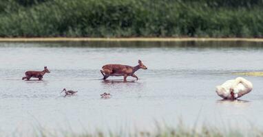 Chinese water deer walking across shallow marshes photo