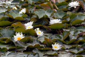 Beautiful white water lillies in full bloom photo