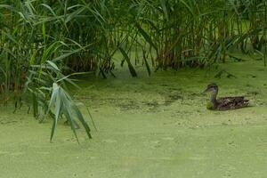 Duck swimming through thick algae covered swamp photo