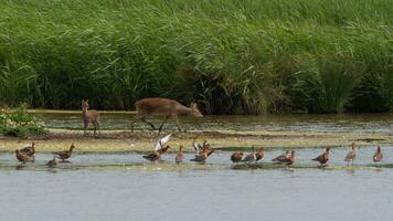 Chinese water deer fawn and adult photo