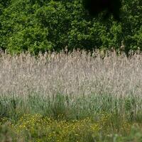 Riverbank Reeds and wildflowers photo