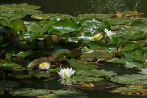 Beautiful water lillies in full bloom photo