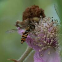 Hoverfly feeding on nectar photo