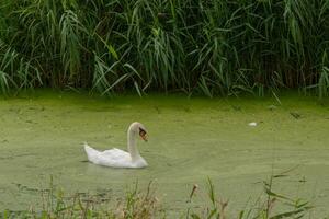 Swan swimming alone through thick green algae photo