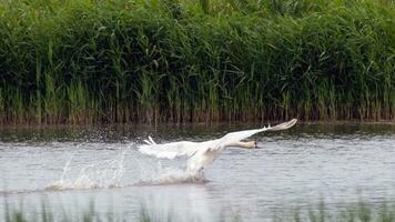 Swan skiing as it lands in the marshes photo