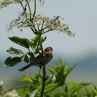 Reed Bunting perched on an Elder tree photo