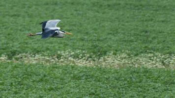 Grey Heron in fight over rural meadow photo