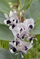 Wild variety of broad bean photo