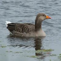 Greylag goose swimming on a freshwater reservoir photo