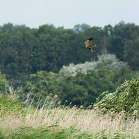 Marsh Harrier hunting low over wetlands photo