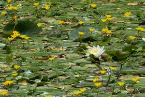 Beautiful bright Yellow water lillies photo