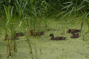 familia de joven patos en algas cubierto salvaje estanque foto