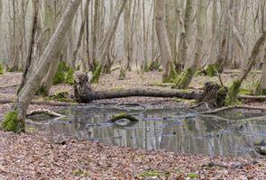 Forest pool of boggy water photo